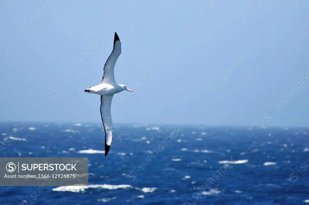 Flying albatross next to the boreal polar circle.
