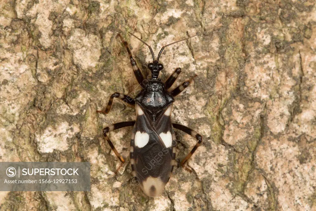 Beetle, NCBS, Bangalore, India.