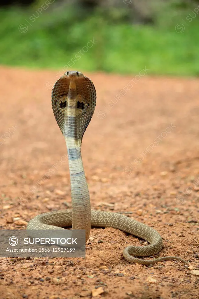 Spectacled cobra, Naja naja, NCBS, Bangalore, India.