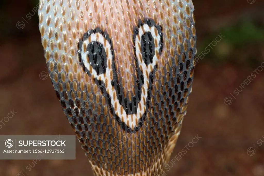 Spectacled cobra, Naja naja, NCBS, Bangalore, India.