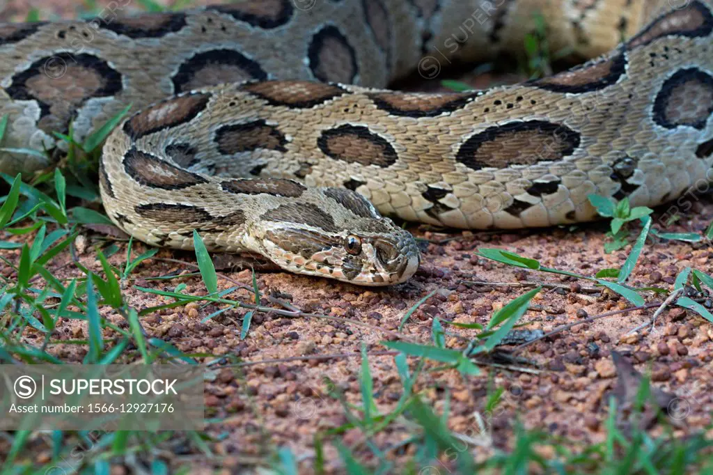 Russell´s viper, Daboia russelli, NCBS, Bangalore, India.