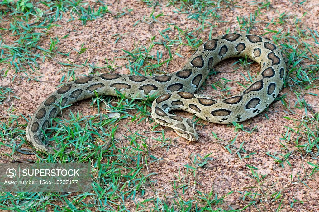 Russell´s viper, Daboia russelli, NCBS, Bangalore, India.