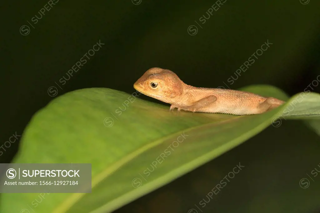 Common garden lizard, Calotes versicolor, Aarey Milk Colony, India.