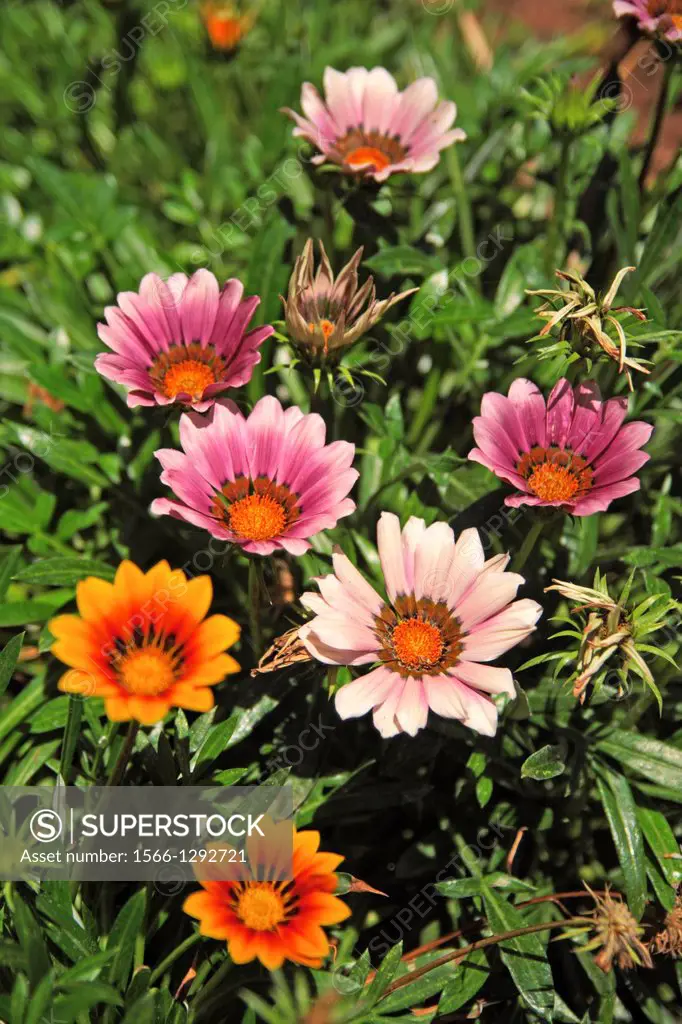 assorted multi-coloured daisies in a garden