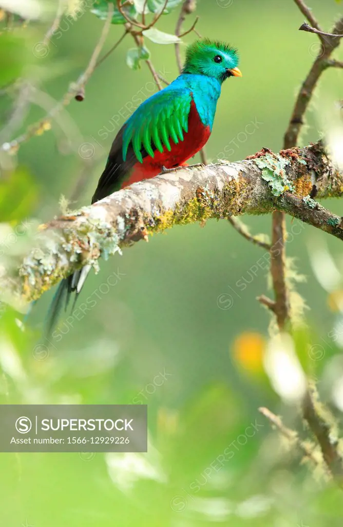Quetzal (Pharomachrus mocinno) en la selvas de montaña de San Gerardo de Dota, Valle de la Muerte en Costa rica.