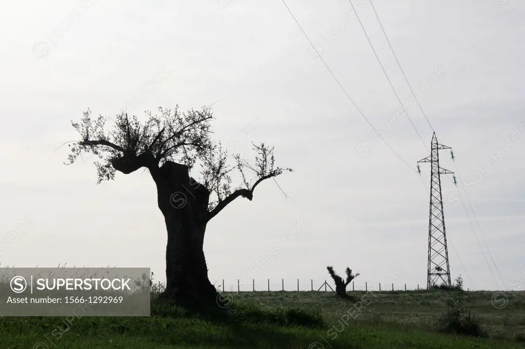olive tree and electricity pylon in Italy.