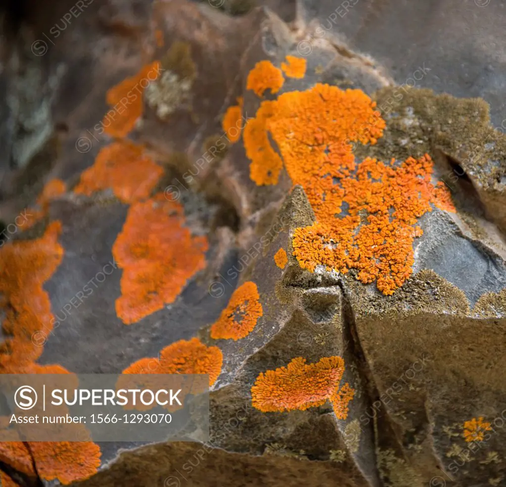 Brilliantly colored lichen grows on granite in northern California.