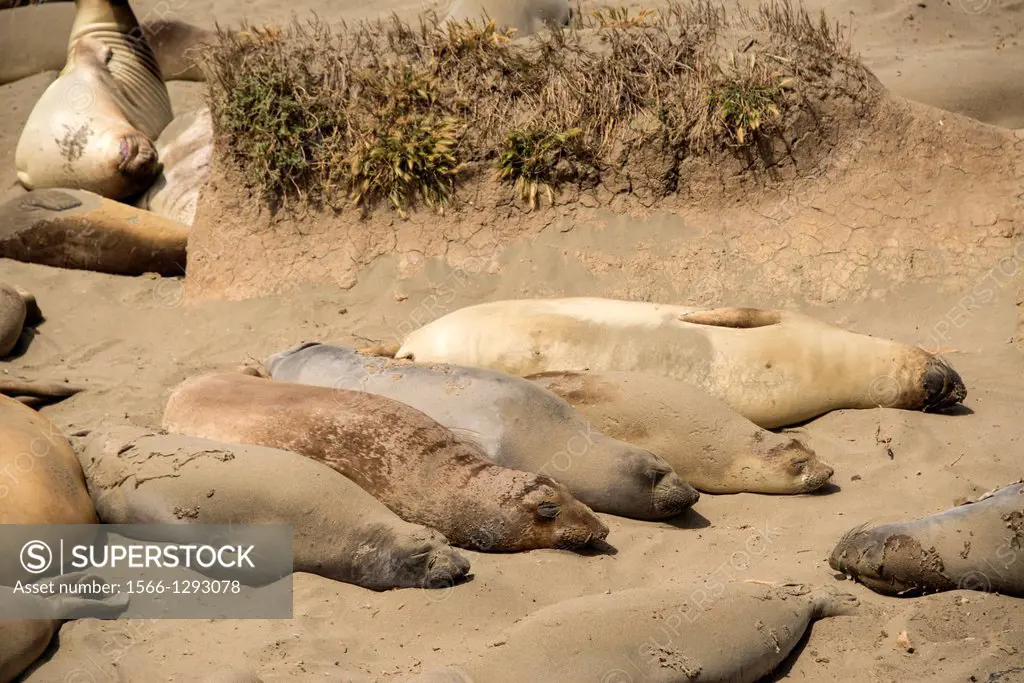 Elephant seals gather by the thousands at Piedras Blancas near San Simeon. Many of these are molting.