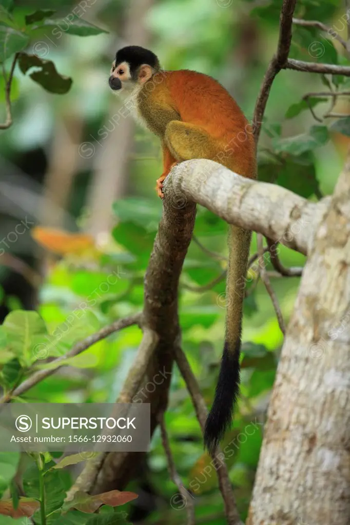 Mono Titi(Saimiri oerstedii). Parque Nacional de Corcovado, Peninsula de Osa, Costa Rica.