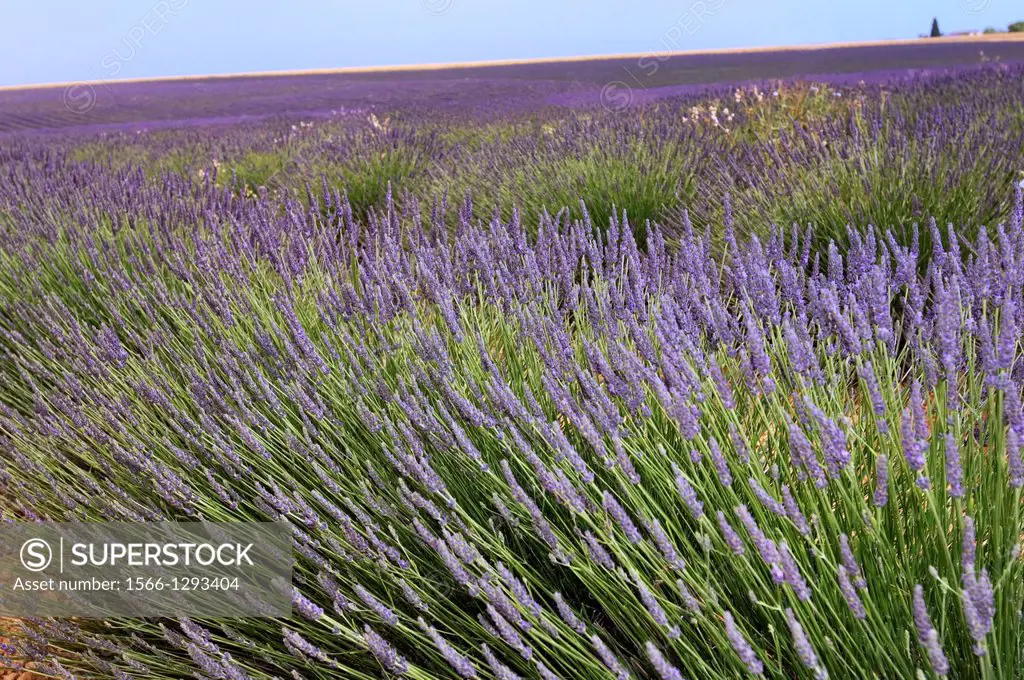 Lavender; Lavender Field; Close up; Landscape; Scenery; Provence; France.
