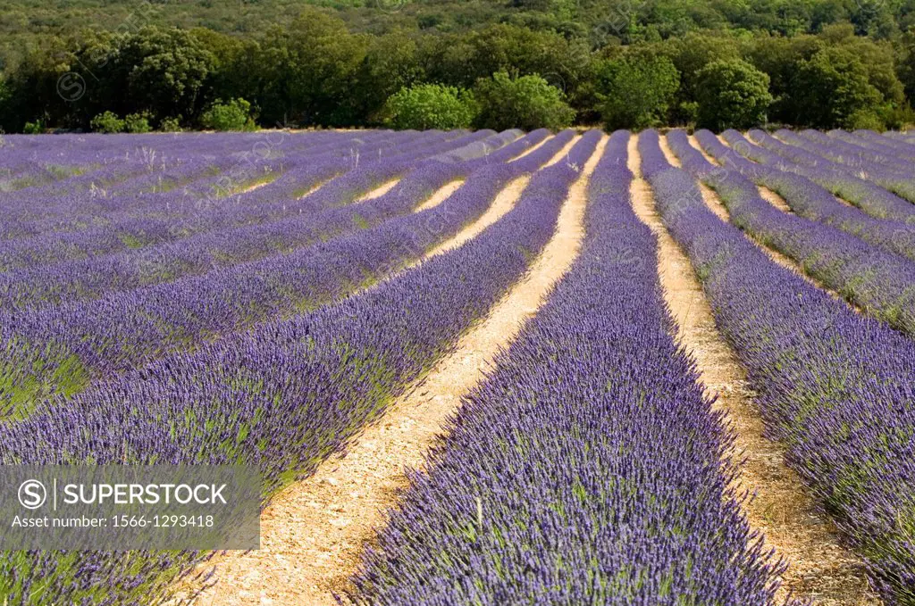 Lavender; Lavender Field; Landscape; Scenery; Provence; France.