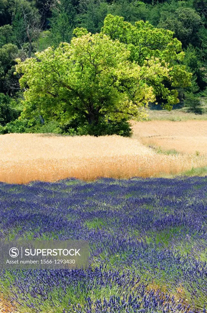 Lavender; Wheatfield; Landscape; Scenery; Provence; France.