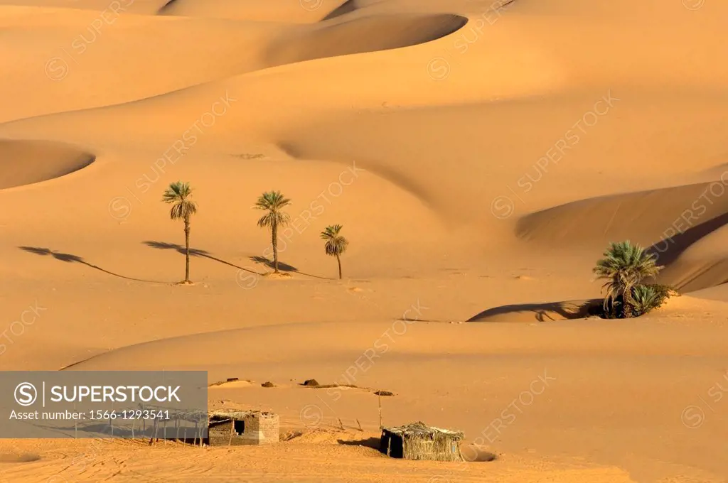 Palm Trees; Dunes; near Lake Um el Ma; Libyan Desert; Libyan Arab Jamahiriya.