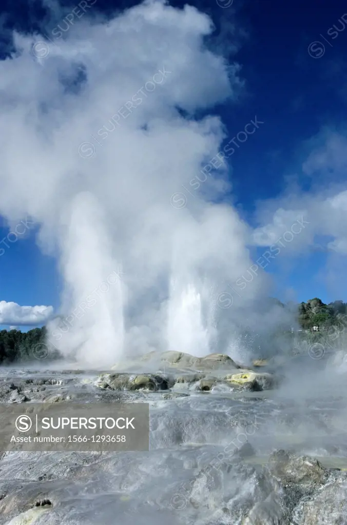 Rotorua; Geysir; Steaming Geyser; New Zealand.