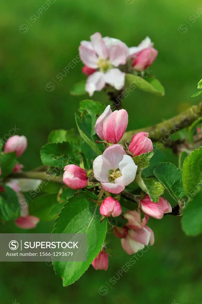 flowering apple tree blooms, Centre region, France, Europe.