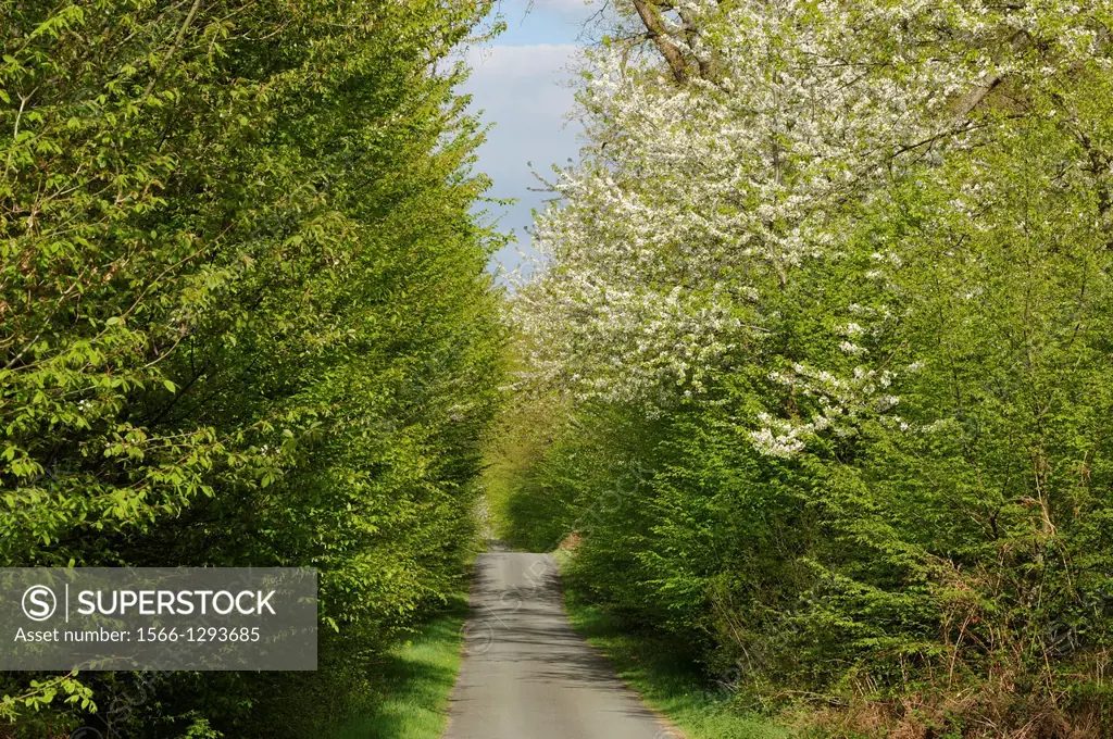 blossoming wild cherry tree-lined Champ des Epines forest road, forest of Rambouillet, Yvelines department, Ile de France region, France, Europe.
