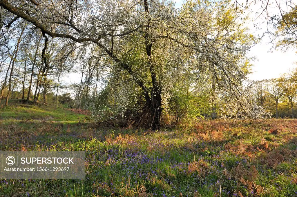 blossoming wild cherry, prunus avium, forest of Rambouillet, Yvelines department, Ile de France region, France, Europe.