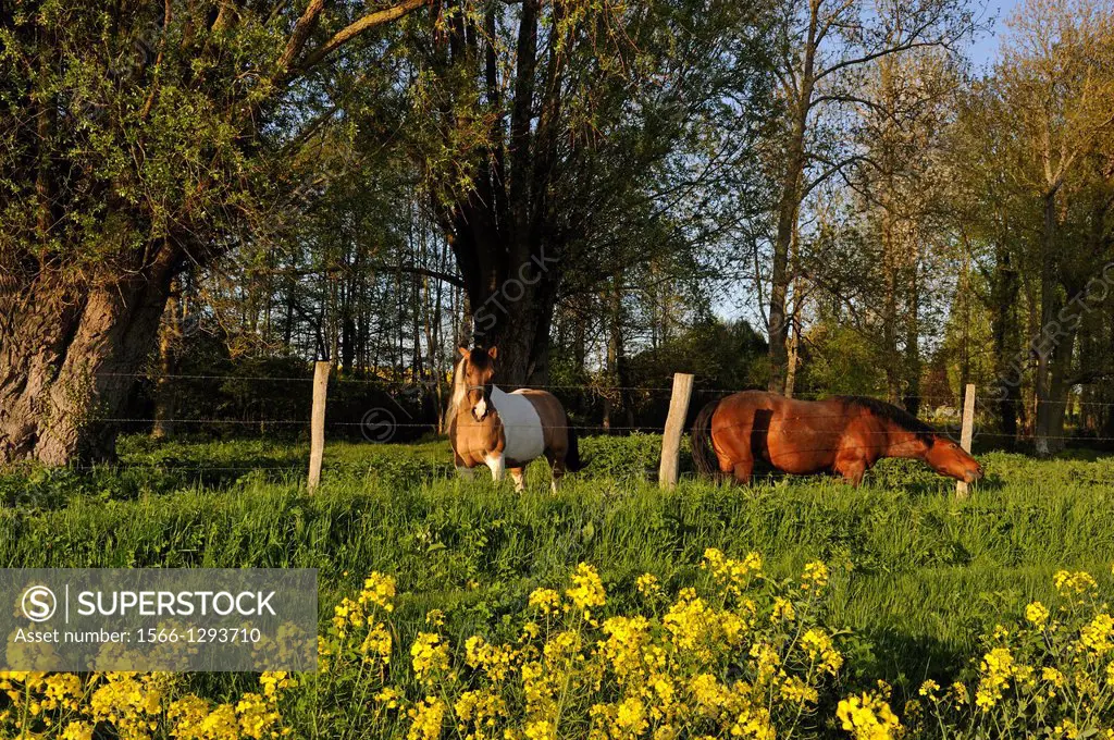 horses in meadow and blossoming fields of rapeseed, Senantes, Eure-et-Loir department, Centre region, France, Europe.