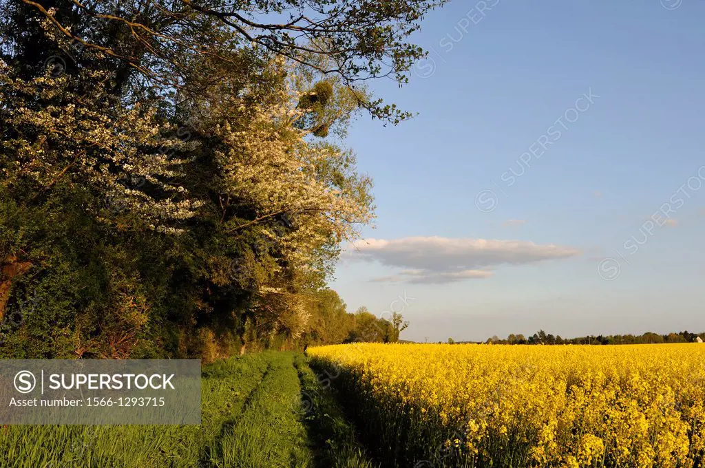 country path between wild cherry trees and blossoming fields of rapeseed, Senantes, Eure-et-Loir department, Centre region, France, Europe.