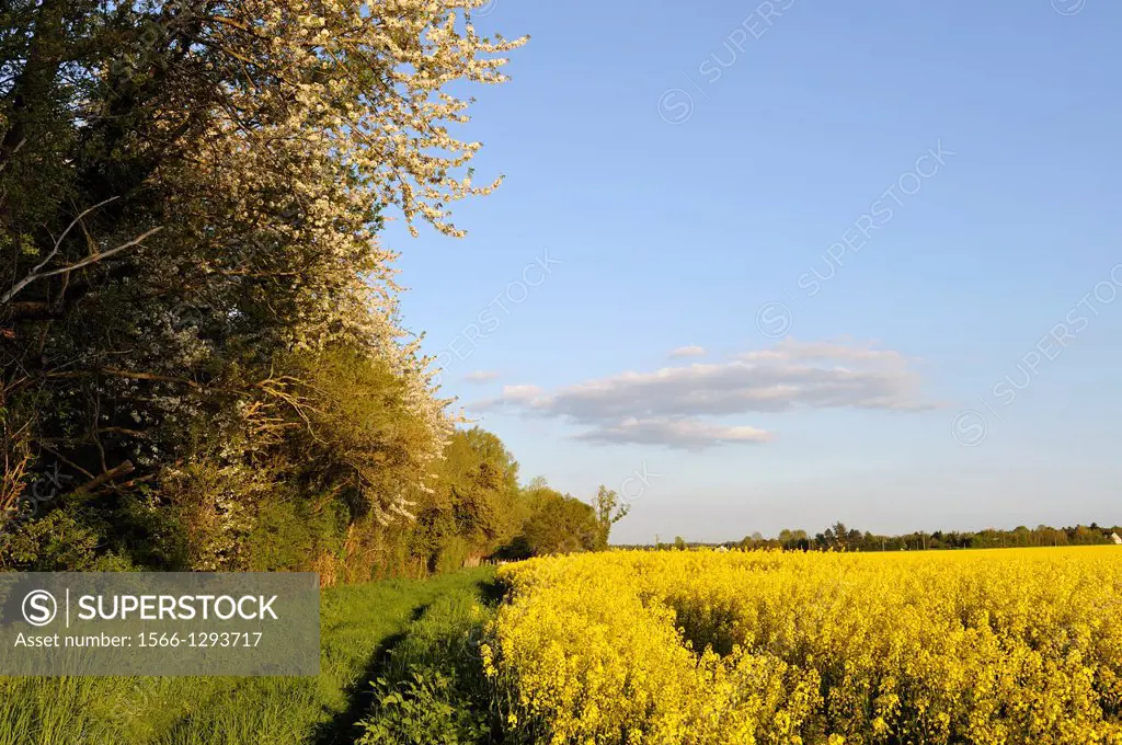 country path between wild cherry trees and blossoming fields of rapeseed, Senantes, Eure-et-Loir department, Centre region, France, Europe.