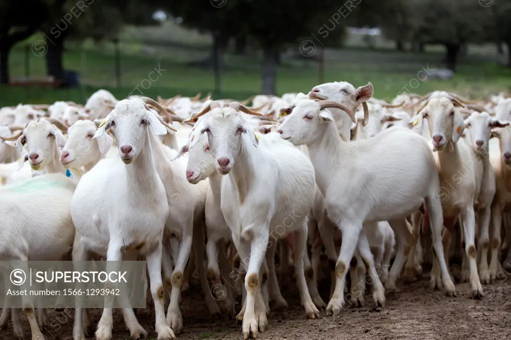 Spain , Castilla La Mancha , surroundings of Guadalajara , goats.
