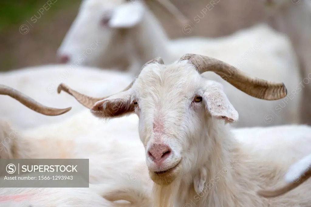 Spain , Castilla La Mancha , surroundings of Guadalajara , goats.