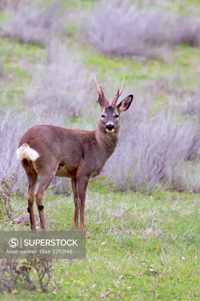 Spain , Castilla La Mancha , surroundings of Guadalajara , Roe Deer ( Capreolus capreolus ) , male.