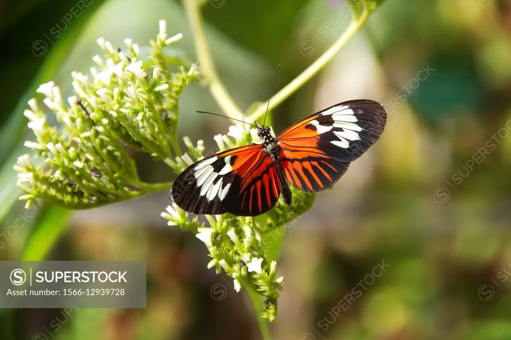 Postman Butterfly, or Piano Key Butterfly. Heliconius Melpomene