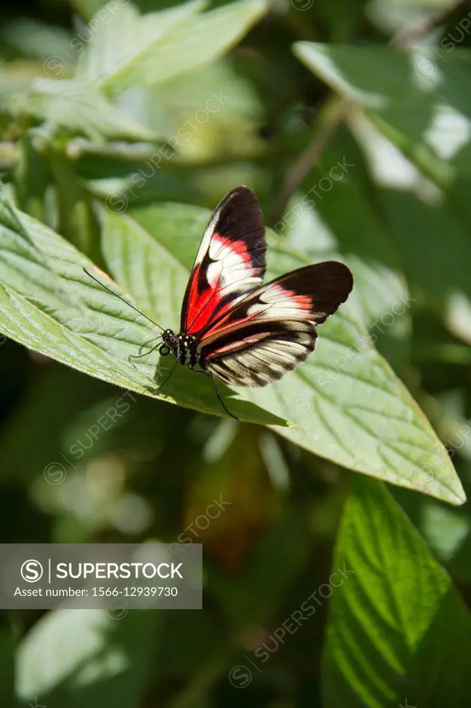 Postman Butterfly, also called a Piano Key Butterfly. Native to tropical Americas. Heliconius melpomene