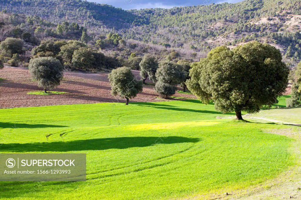 Spain , Castilla La Mancha , surroundings of Guadalajara , landscape , oaks in the middle of crop and field.