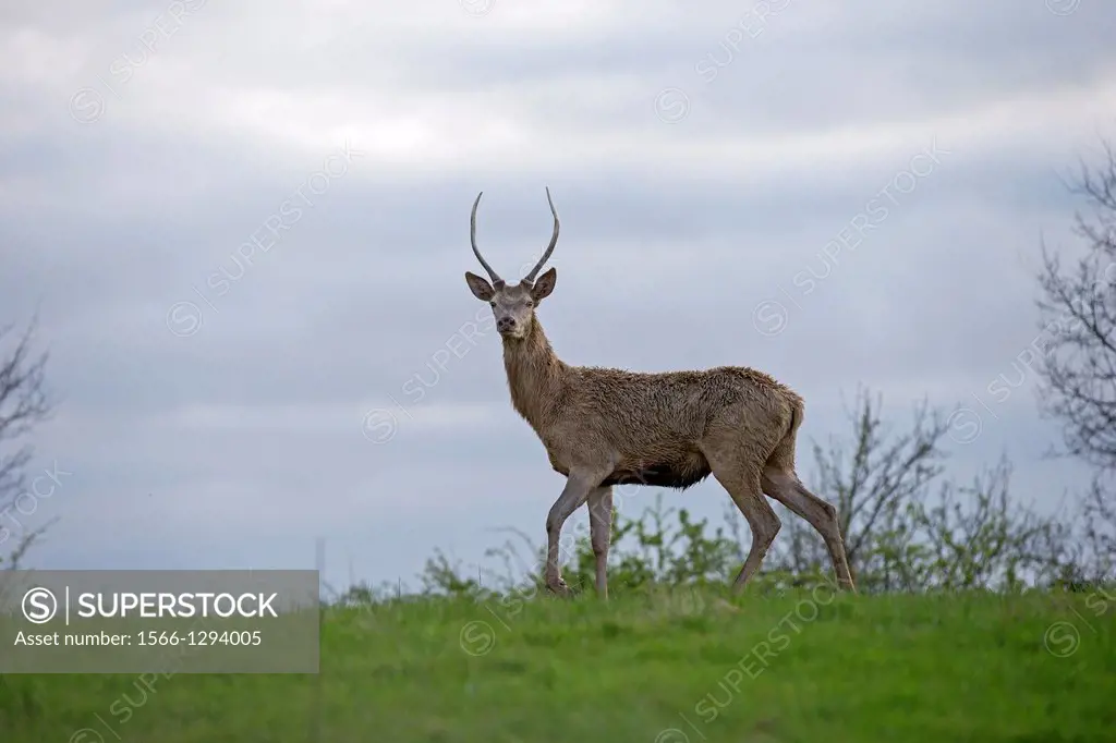 France, Haute Saone, Private park , Red Deer (Cervus elaphus) , leucic form.