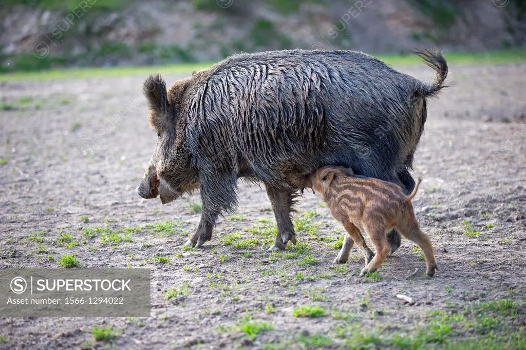 France, Haute Saone, Private park , Wild Boar ( Sus scrofa ) , sow and babies ( piglets ).