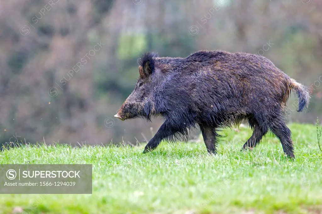 France, Haute Saone, Private park , Wild Boar ( Sus scrofa ) , male.