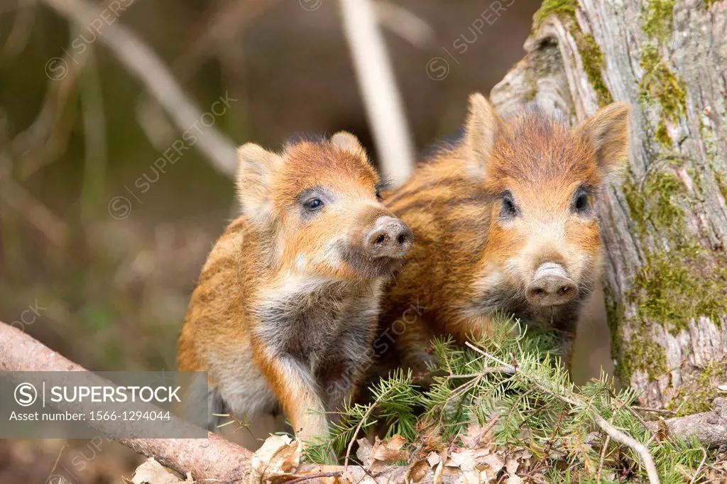 France, Haute Saone, Private park , Wild Boar ( Sus scrofa ) , piglets.