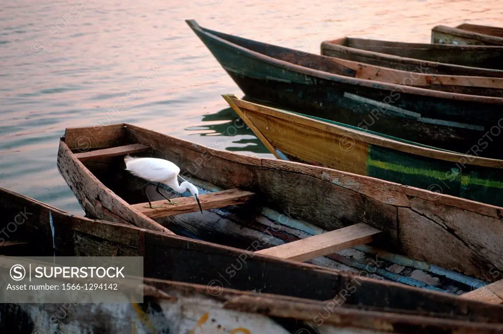 Little Egret; Egretta garzetta; Fisher Boats; Lake Victoria; Uganda.