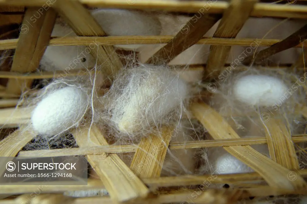 Da Lat; Silk Cocoons; Silk Factory; Close up; Vietnam.