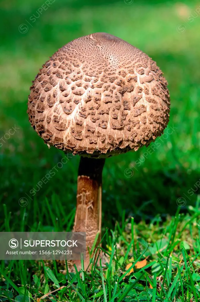 Parasol mushroom growing in grass, Alsace, France (Macrolepiota procera).