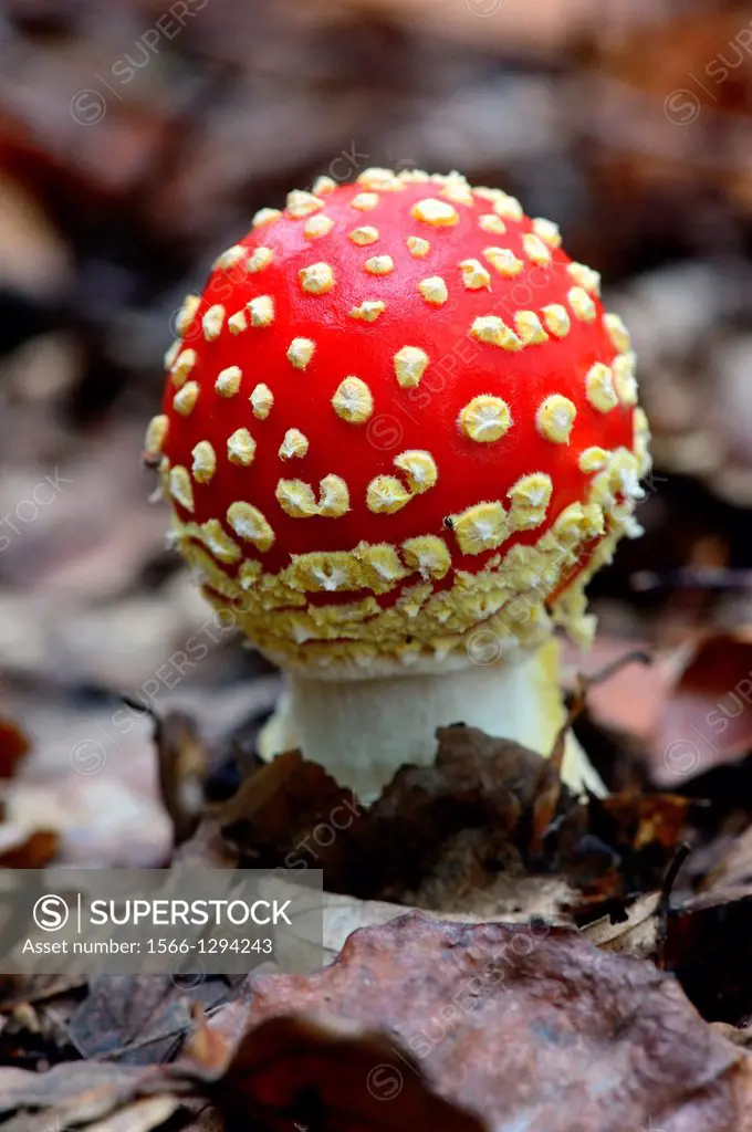 Fly agaric funghi (Amanita muscaria) on forest ground, autumn, Alsace, France.