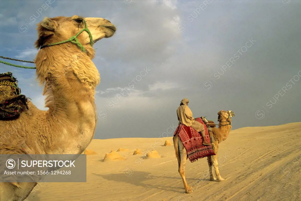 camel drivers and dromadary in Lareguett dunes around Nefta, Tunisia, North Africa.