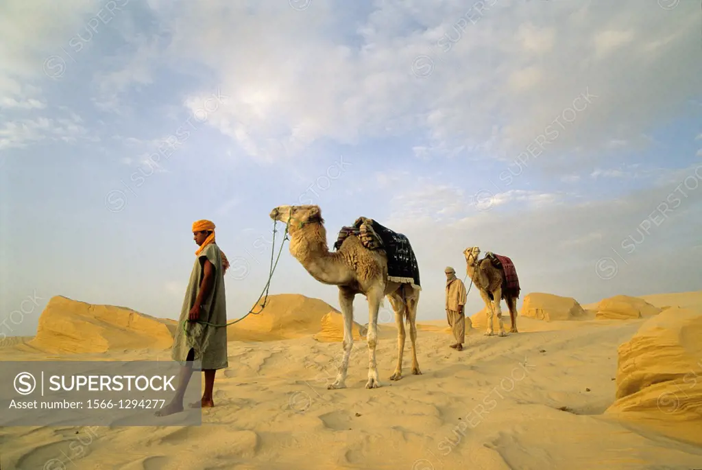 camel driver and dromadary in Lareguett dunes around Nefta, Tunisia, North Africa.