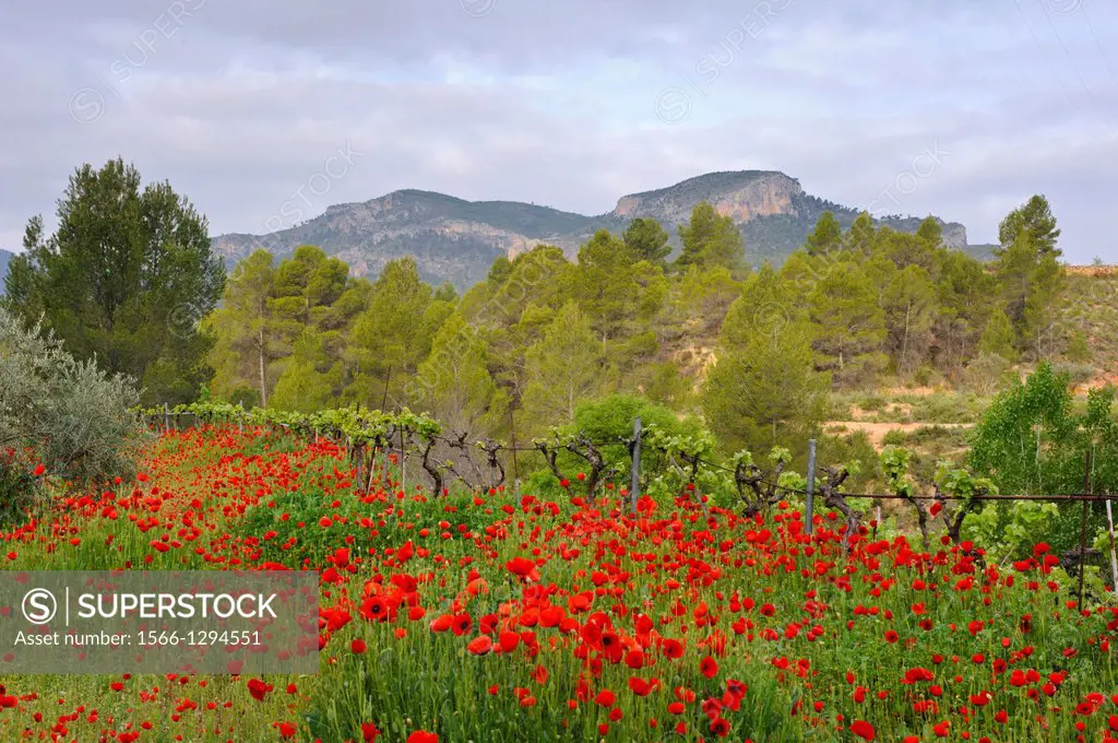 Poppies (Papaver rhoeas). Valle del Río Tus. Parque Natural de los Calares del Mundo y de la Sima. Yeste. Province of Albacete. Spain.