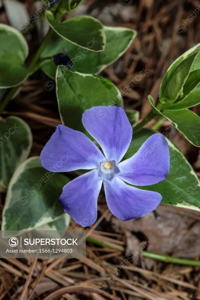 Periwinkle - Myrtle Vinca minor Flower in Corolla, NC, USA