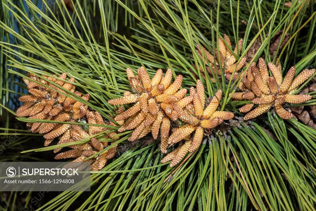 Thunderhead Pine Pinus thunberglana Leaves and Flowers in Corolla, NC, USA