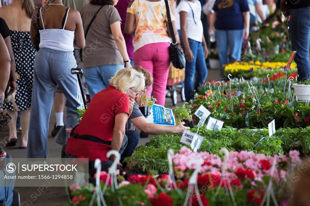 Detroit, Michigan - About 200,000 people crowd Eastern Market for the annual Flower Day, when hundreds of flower growers offer their products for sale...