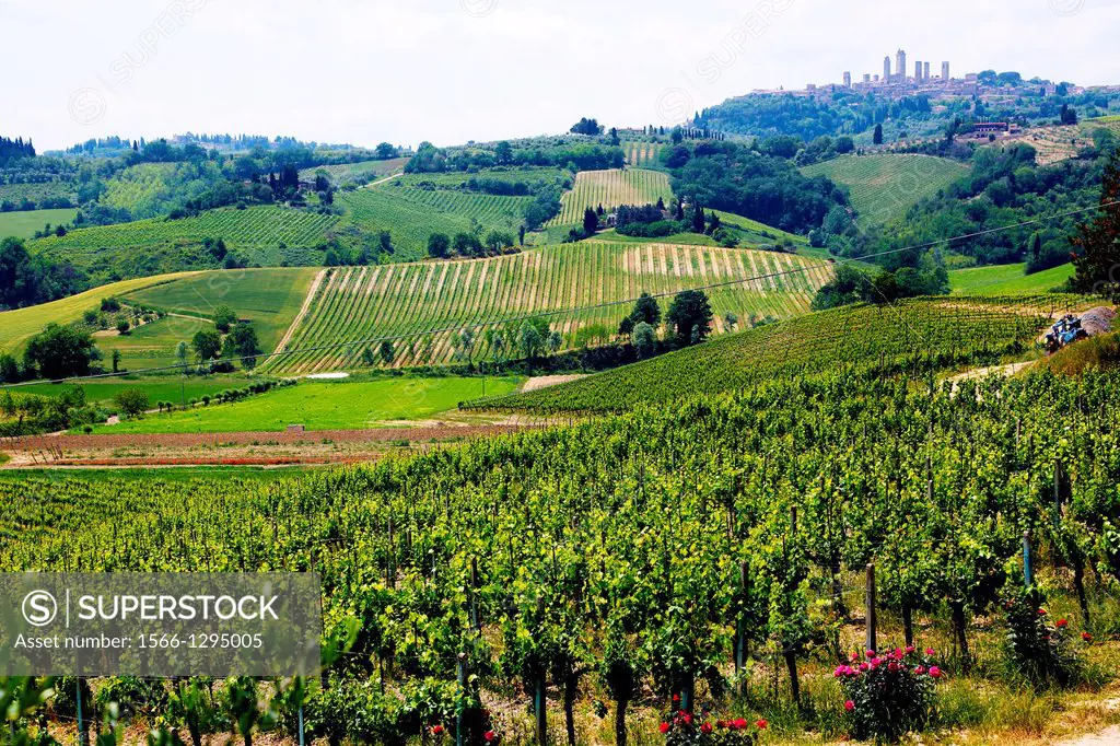 Looking across vineyards towards San Gimignano.