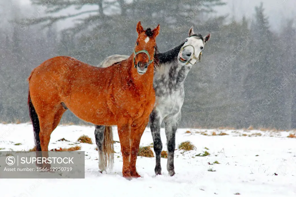 Two horses interacting together in a snow storm on a field