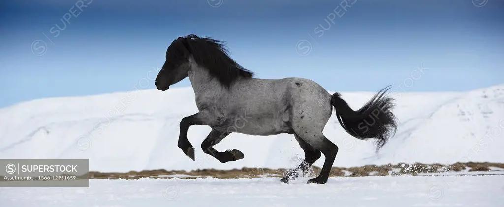 Icelandic Horse running, Iceland.