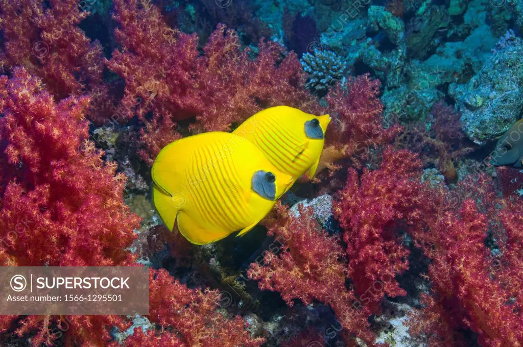 Golden butterflyfish (Chaetodon semilarvatus) pair with soft corals. Egytp, Red Sea.