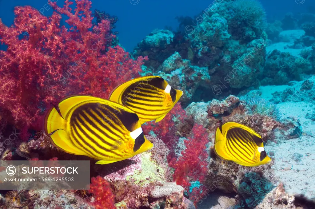 Red Sea raccoon butterflyfish (Chaetodon fasciatus) over coral reef with soft corals. Egypt, Red Sea.