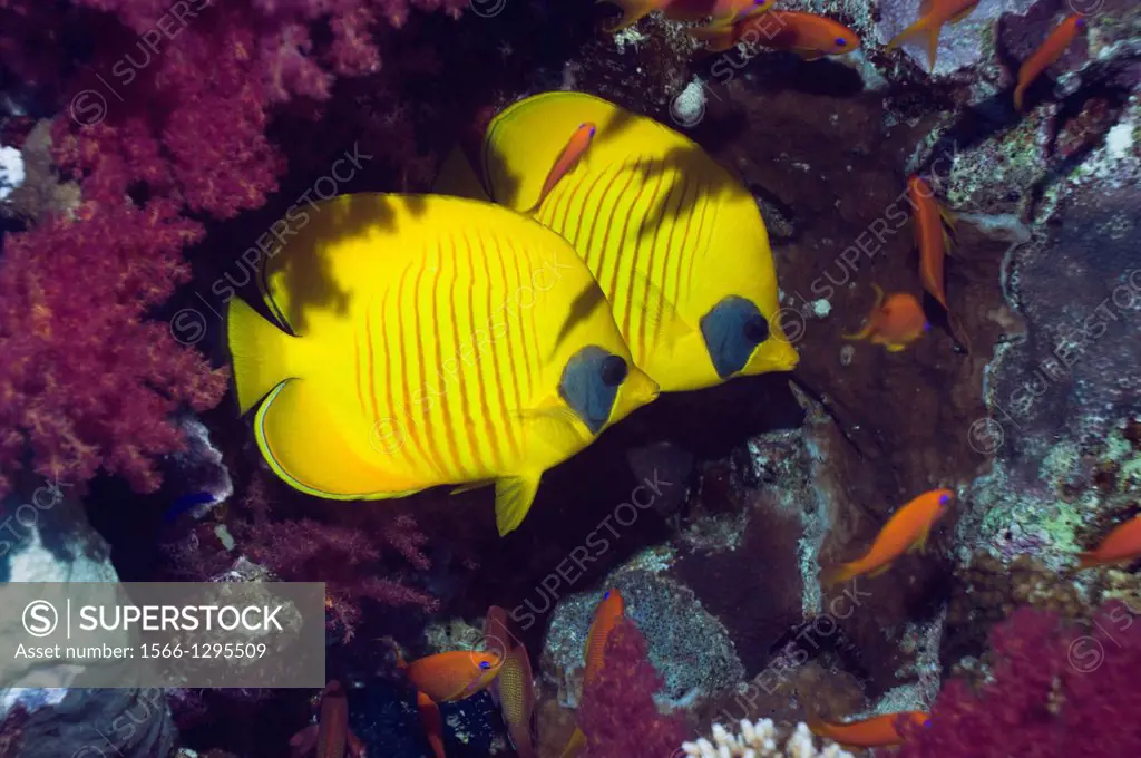 Pair of Golden butterflyfish (Chaetodon semilarvatusf) sheltering amongs soft corals (Dendronephthy sp). Egypt, Red Sea. Red Sea endemic.
